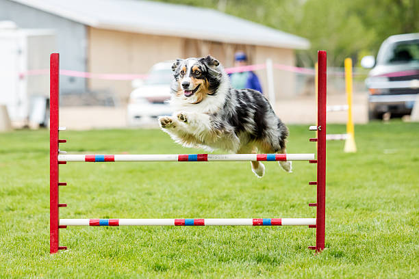 Comment pratiquer l’agility avec votre chien ?